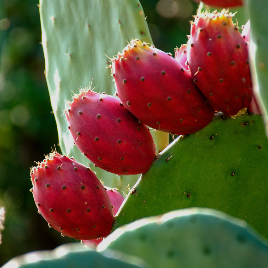 Cactus Seed Oil