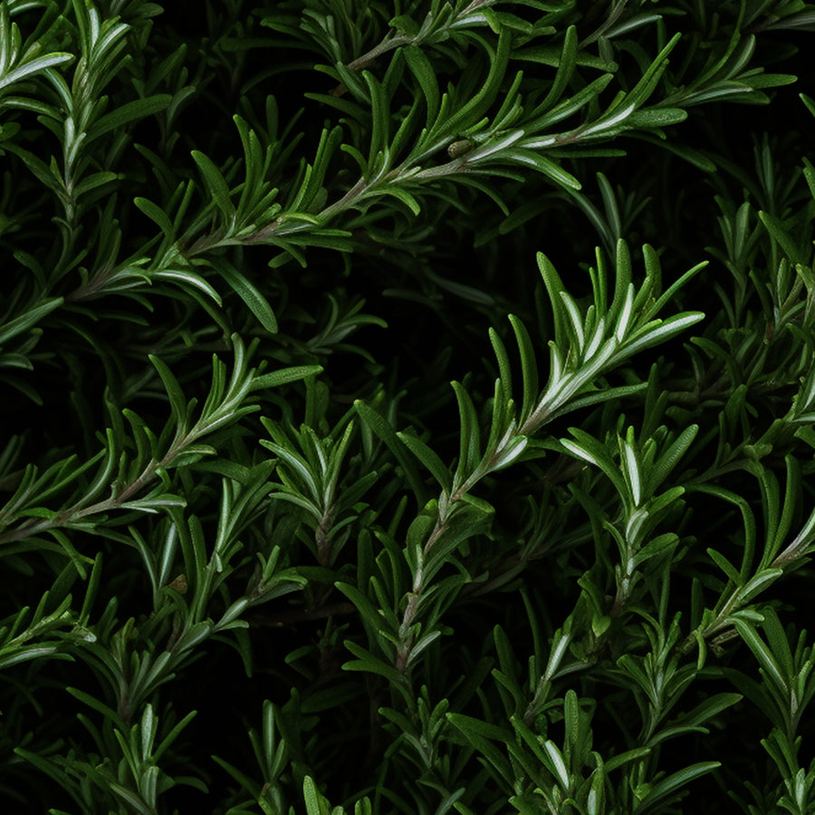 Rosemary